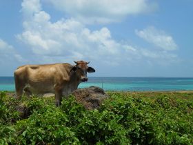cow on the Corn Island, Nicaragua – Best Places In The World To Retire – International Living